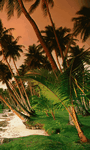 pic for Tropical beach 